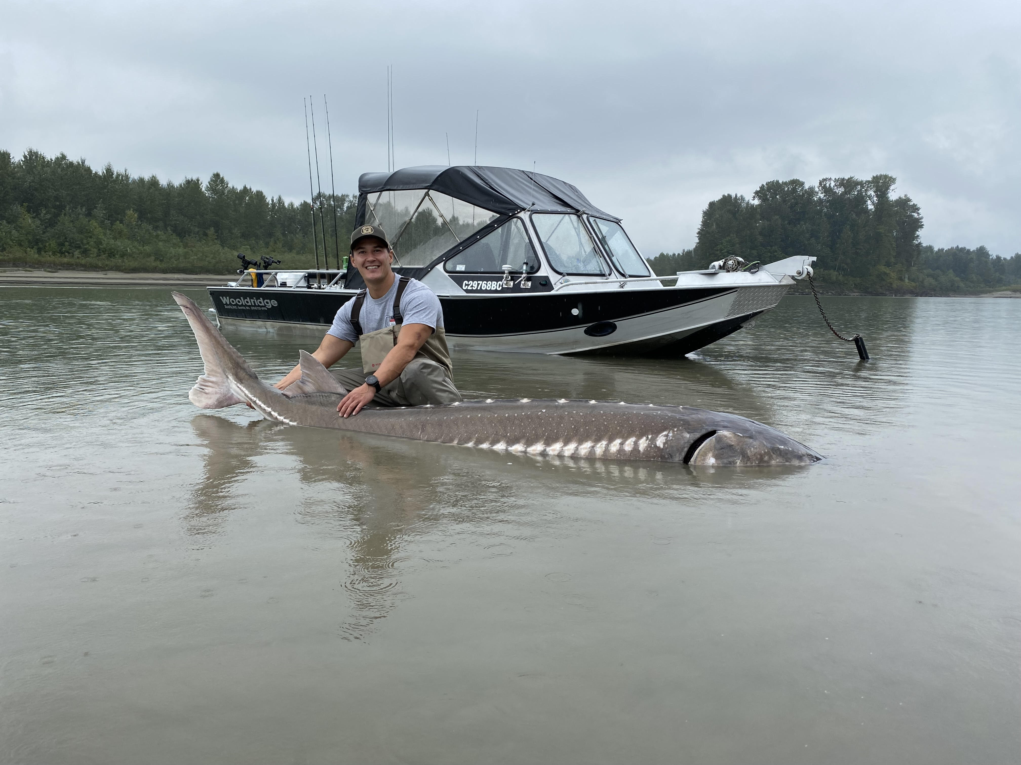 Angler holding a large white sturgeon during a guided fishing trip on the Fraser River, BC