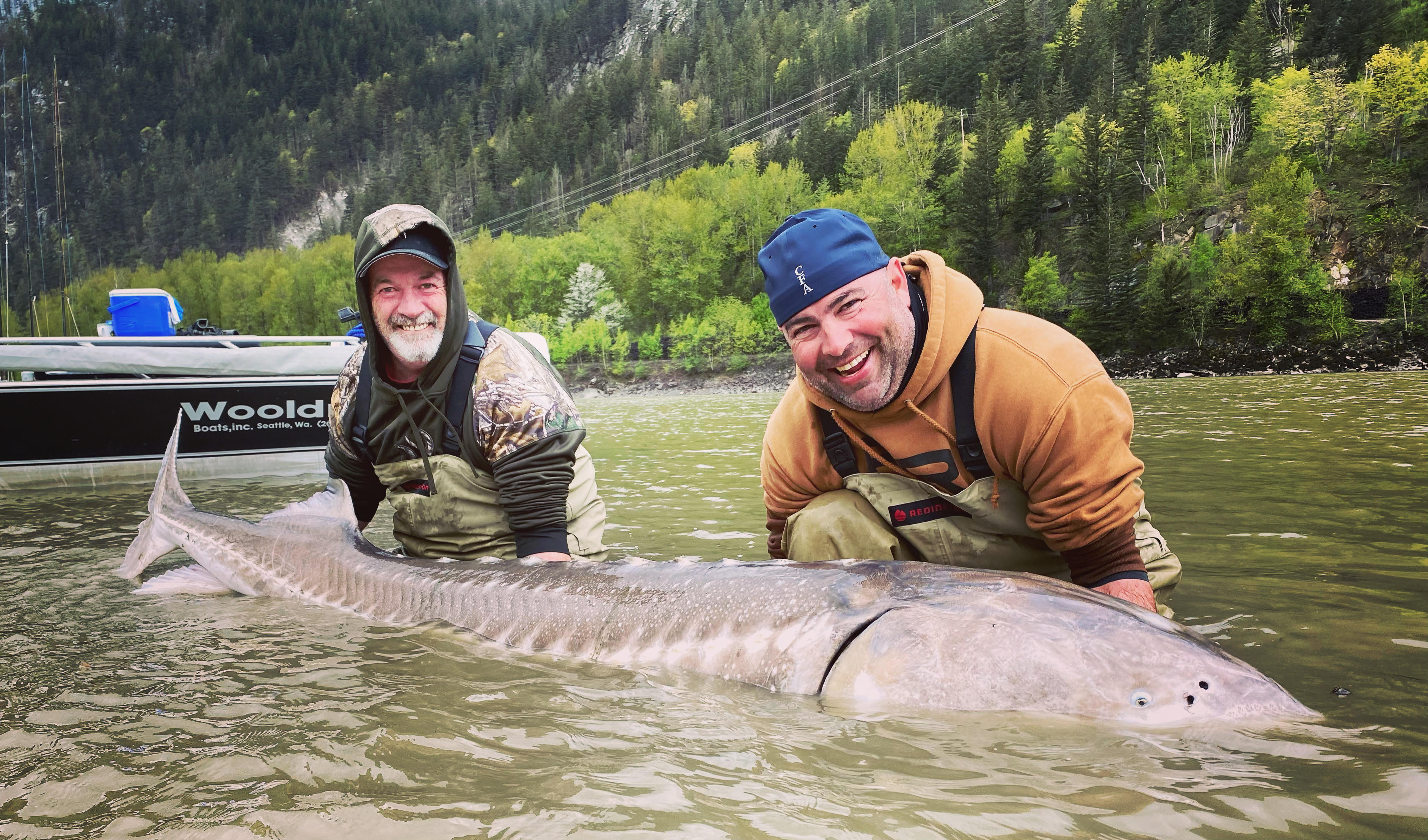 2 men in the fraser river next to a giant sturgeon