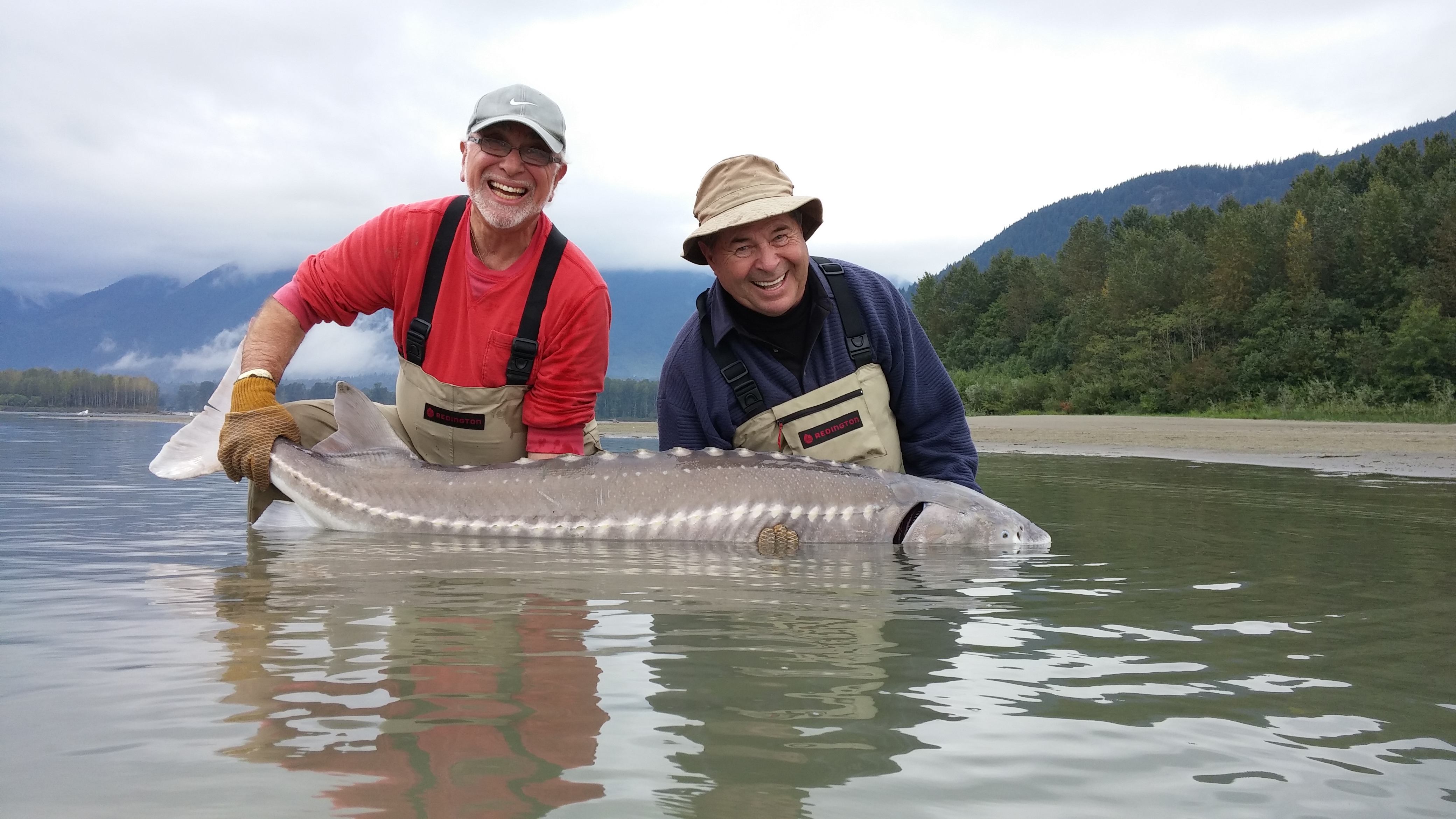 2 man in the fraser river holding a sturgeon