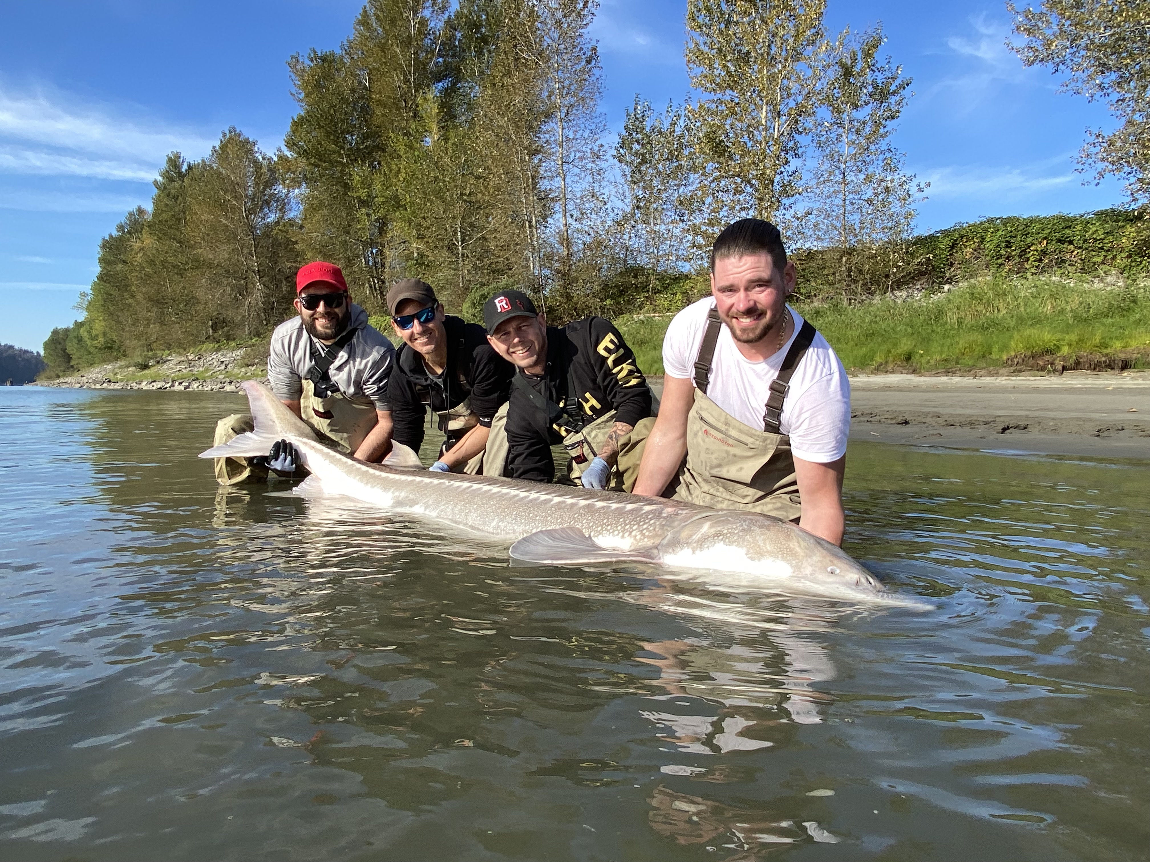 4 men holding a sturgeon in the fraser river