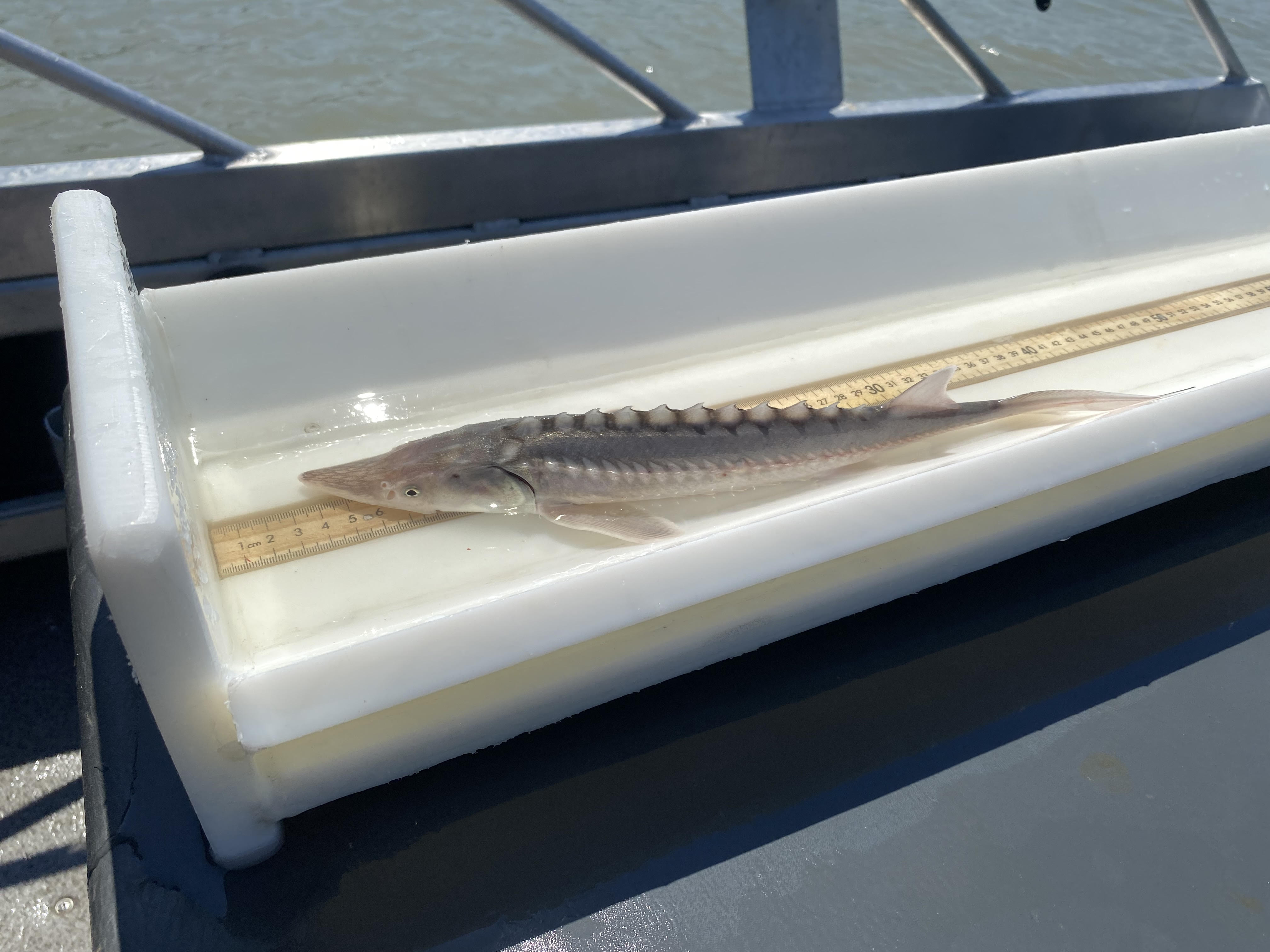 Picture of a juvenile sturgeon