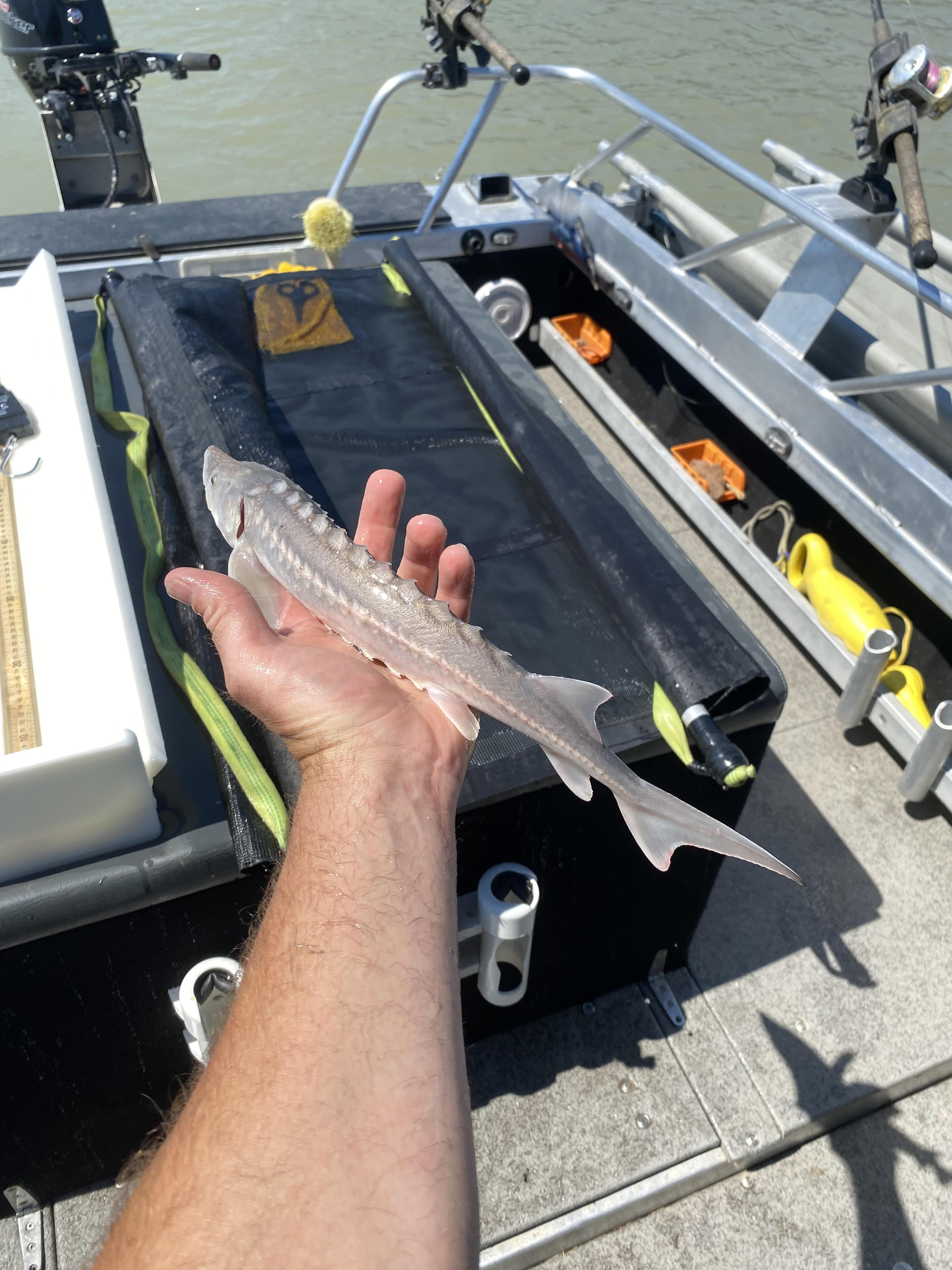 a baby sturgeon in the hand of a man