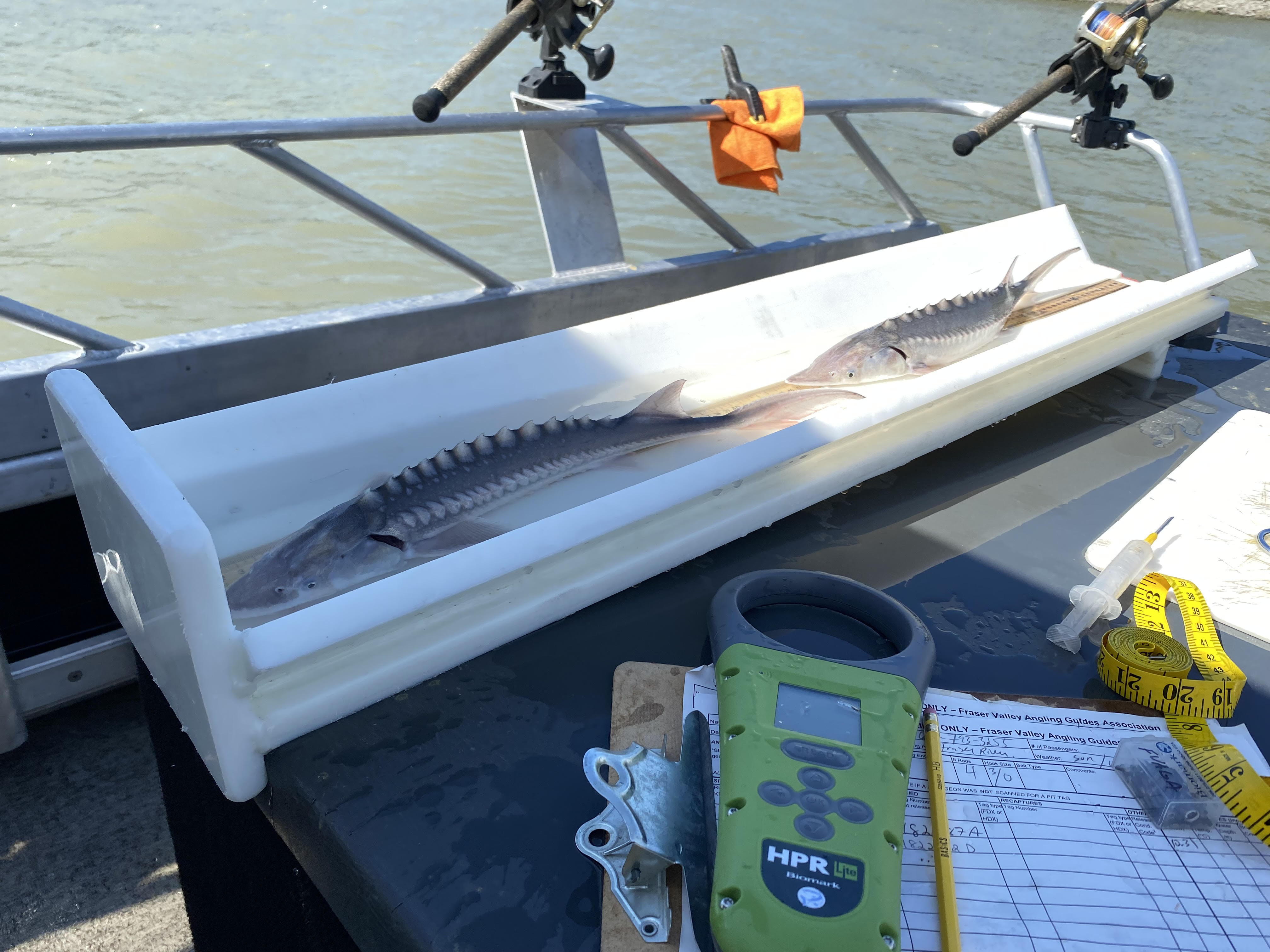 2 juvenile sturgeons on a fishing boat